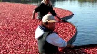 Crazy for Cranberries - an education video about Cranberry production