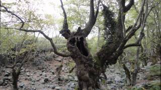 ovnimoon & elegy - I am you