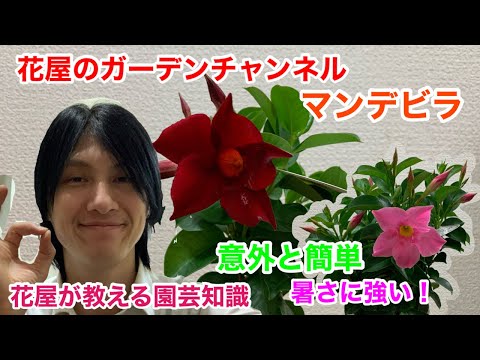 冬に凍ったディプラデニアを復活させる方法のヒント