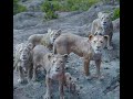 The Lion King