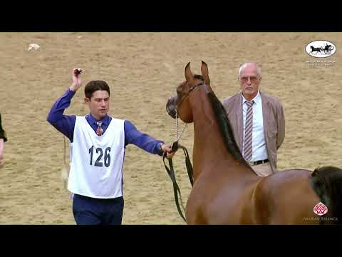 N 126 LAHEEB AL NAIF   2nd Qatar AH Show for Local Bred   Stallions 7+ Years Old Class 11