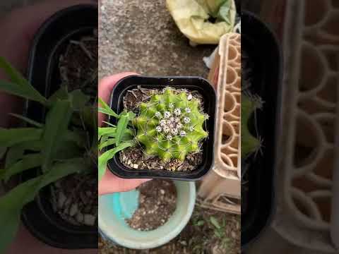 園芸 ウニサボテン、テッポウユリサボテン