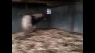 Do the Harlem Shake - horse.