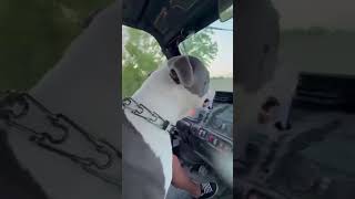 Video preview image #1 American Pit Bull Terrier-Unknown Mix Puppy For Sale in Oakhurst, NJ, USA