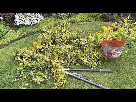 Prune To Tree-Form "Taylor Perfection" Camellia (4K) - May 18, 2025