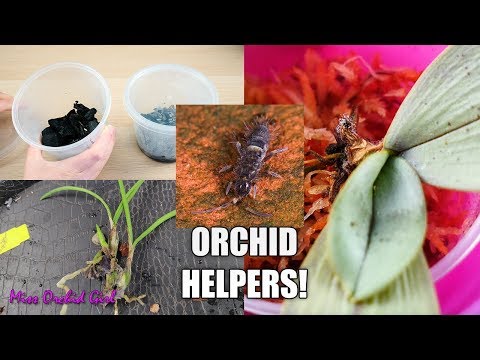 The Orchid helpers you didn't know you had - Starting a Springtail colony!