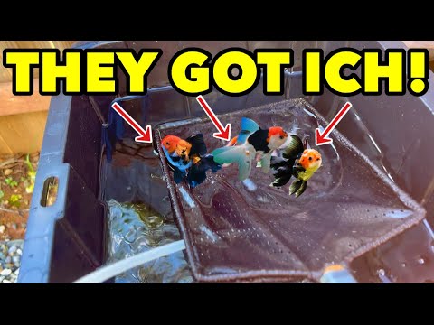 The EASIEST way to Treat Ich for Aquarium & Pond Fish