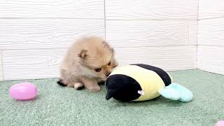 ポメラニアンの動画01