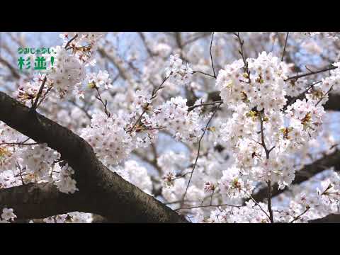 東京・杉並　善福寺川緑地の桜