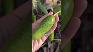 懶人最愛！無籽牛油果！Avocado without seeds or peeling? Perfect for lazy #牛油果 #健康食品 #avocado #healthyfood