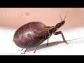 How A Kissing Bug Becomes A Balloon Full Of Your Blood Deep Look