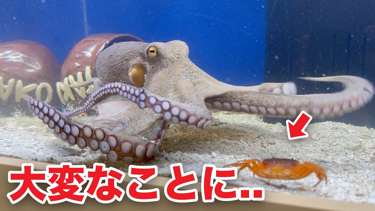 巨大化したタコがヤバい...！！