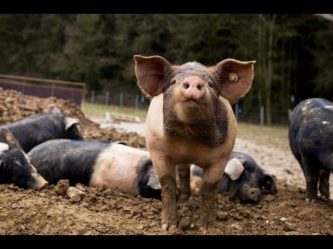 Land.Luft Leberfing - 100% Weidehaltung. Keine Tiertransporte. Selbstverständlich Bio Imagefilm 2020