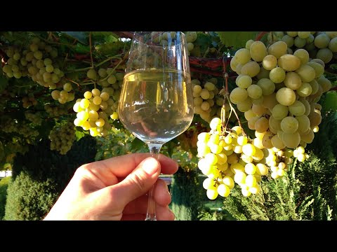 , title : 'How to make grape wine at home easy.'