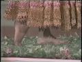 Brooke Shields Walking Bare Feet On Broken Glass Circus Of The Stars