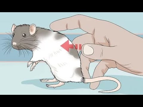 Dark Souls: Box Rat's Day Out