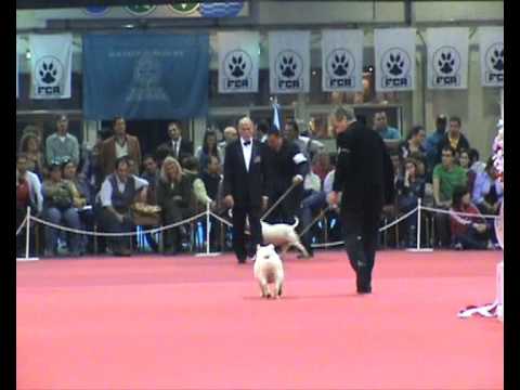 Copa Confraternidad 2008