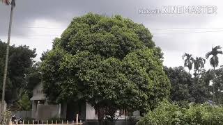 Download lagu Bakul Tree - A gift from God. mp3