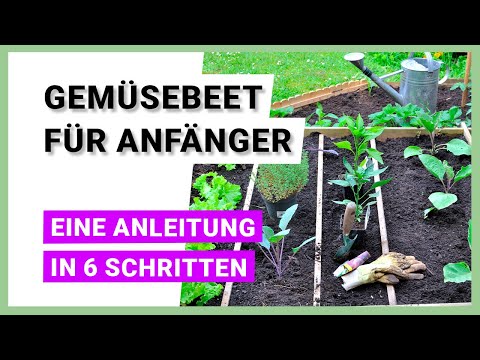 Creating a vegetable garden for beginners - 6 steps