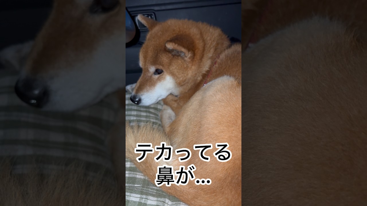 ’26.3.29 力丸は、ツンツン・テカテカ… #柴犬 #shibainu #柴犬のいる暮らし #柴犬の日常 #車中泊犬 #力丸