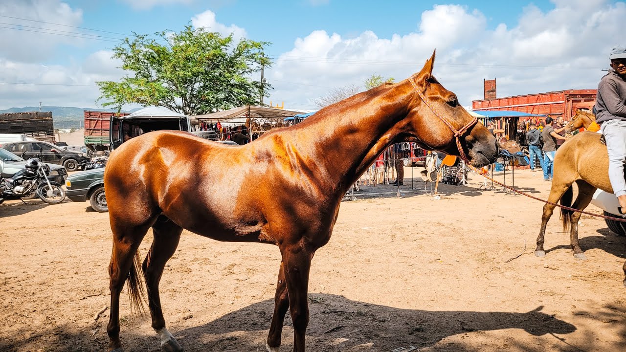 FEIRA DE CAVALO DE CARUARU PE,TERÇA FEIRA, 24/09/24 #nordeste