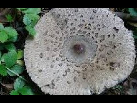 GLJIVE NAŠIH ŠUMA - VELIKA SUNČANICA (Macrolepiota procera)