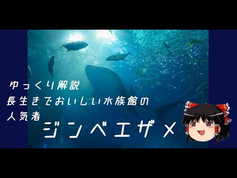 ジョージア水族館の台湾ジンベエザメ。