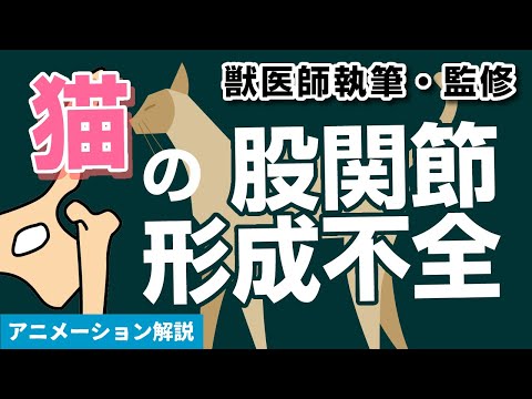 猫の股関節形成不全 - 症状と治療