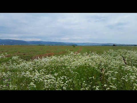 Sounds of Nature - Crickets and Wind Noise, Rustle of Grass - 3 hours of Relaxation