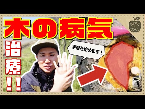 なぜリンゴが木の上で腐るのか