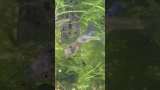 Yellow King Cobra #aquarium #fish #guppy #guppies