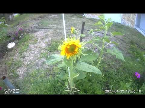 Time lapse of a sunflower growing.