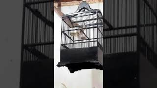 Download lagu pancingan ciblek atau pp agar bongkar isian mp3