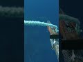 Spearfishing MASSIVE Dogtooth Tuna 130 Lbs
