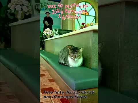 Felino foi fotografado junto ao Jazigo do Monsenhor João Benvegnú em São Domingos do Sul