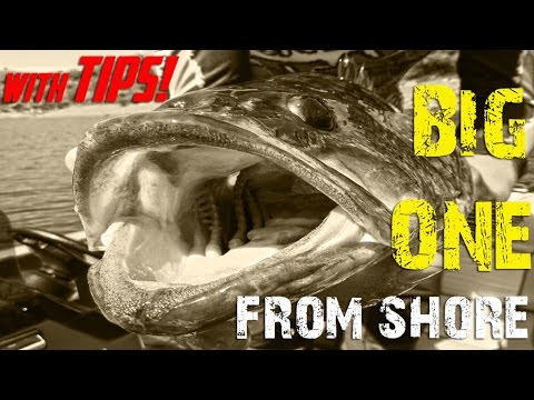 BIG ONE LARGEMOUTH BASS FROM SHORE with TIPS 2# | HD | 2016