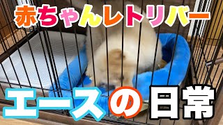 【ゴールデンレトリバー】エースの日常