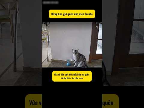 Tom và Jerry phiên bản tả thực #thucung