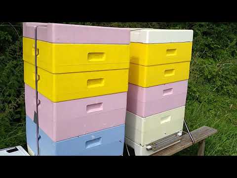 Bijenuitlaat plaatsen in Odoorn