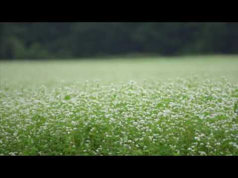 下郷町 猿楽台地そば畑