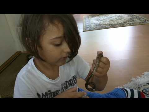 Kopparödla (Anguis fragilis)