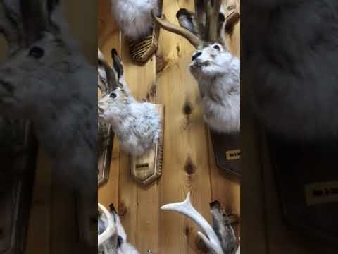 Jackalope wall @ Wall Drug