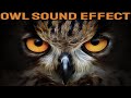 Owl Sounds Owls Call Sound Effect At Night