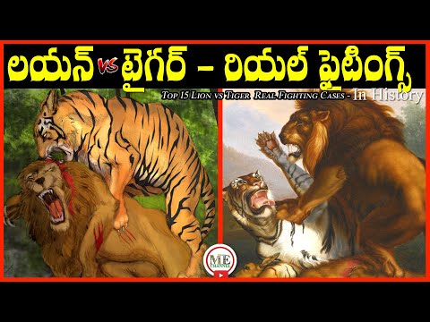 TOP 15 LION VS TIGER REAL FIGHTING CASES IN HISTORY |  LION VS TIGER TELUGU | MOTHER EARTH CHANNEL |