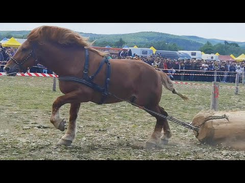 Cai probe de tracțiune cu armăsarul lui Daniel de la Bistrița Năsăud 2023