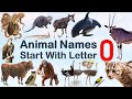 Animal Names Starting With Letter O Spelling Picture Vocabulary Animals Explore Animalslover