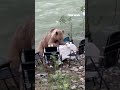 A hungry bear pulled up to a picnic table like it owned the place