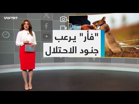 هروب جنود الاحتلال