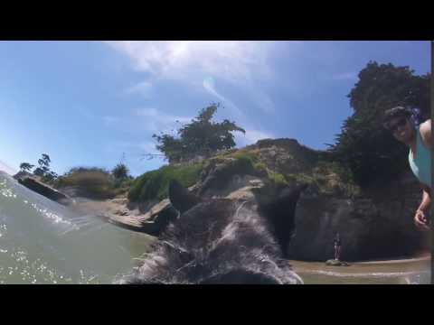 Nappy husky first time at beach