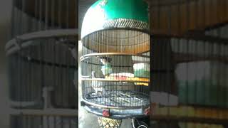 Download lagu ANAKAN BURUNG PERKUTUT BANGKOK USIA 3 BULAN#shorts mp3